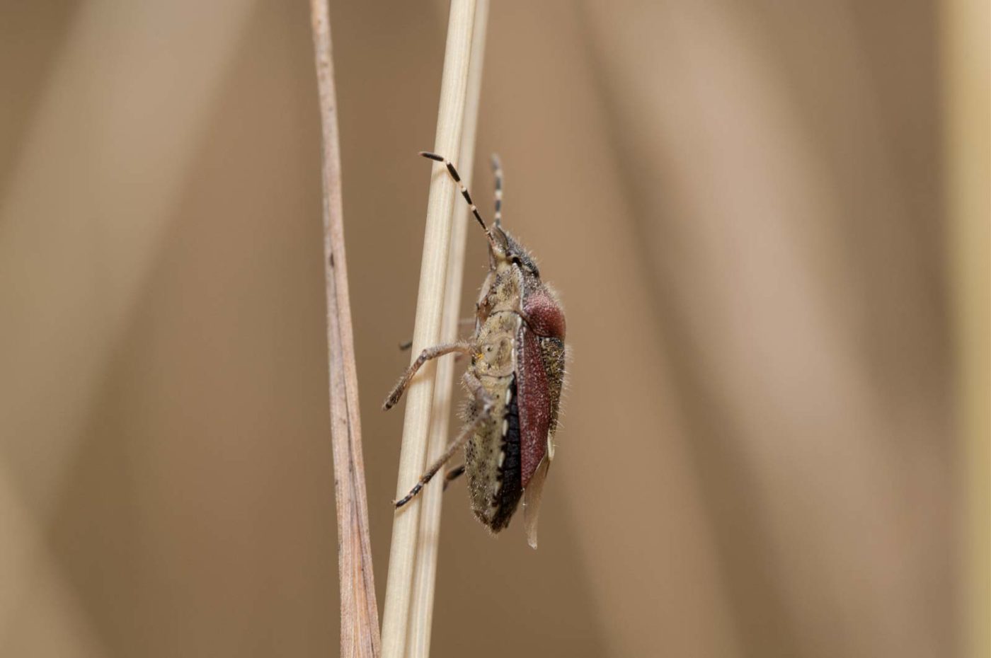 2019-07-10 - NSG Hürfeldhalde Dorsten