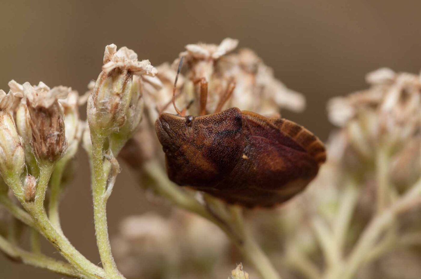 2019-07-10 - NSG Hürfeldhalde Dorsten