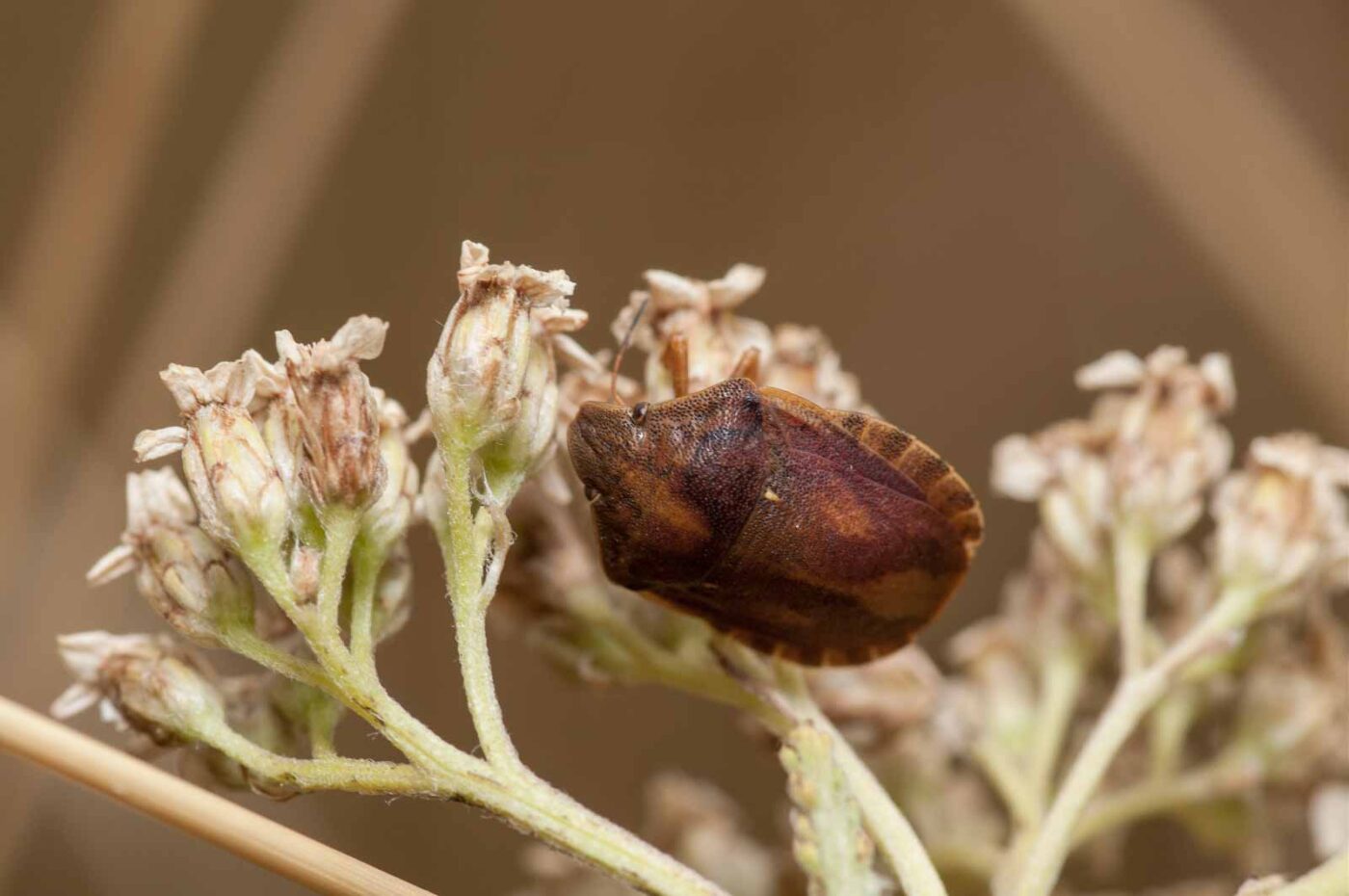 2019-07-10 - NSG Hürfeldhalde Dorsten
