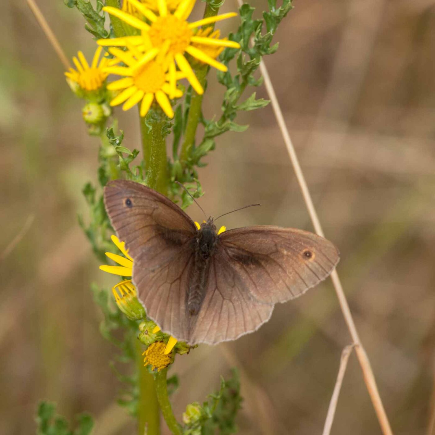 2019-07-10 - NSG Hürfeldhalde Dorsten