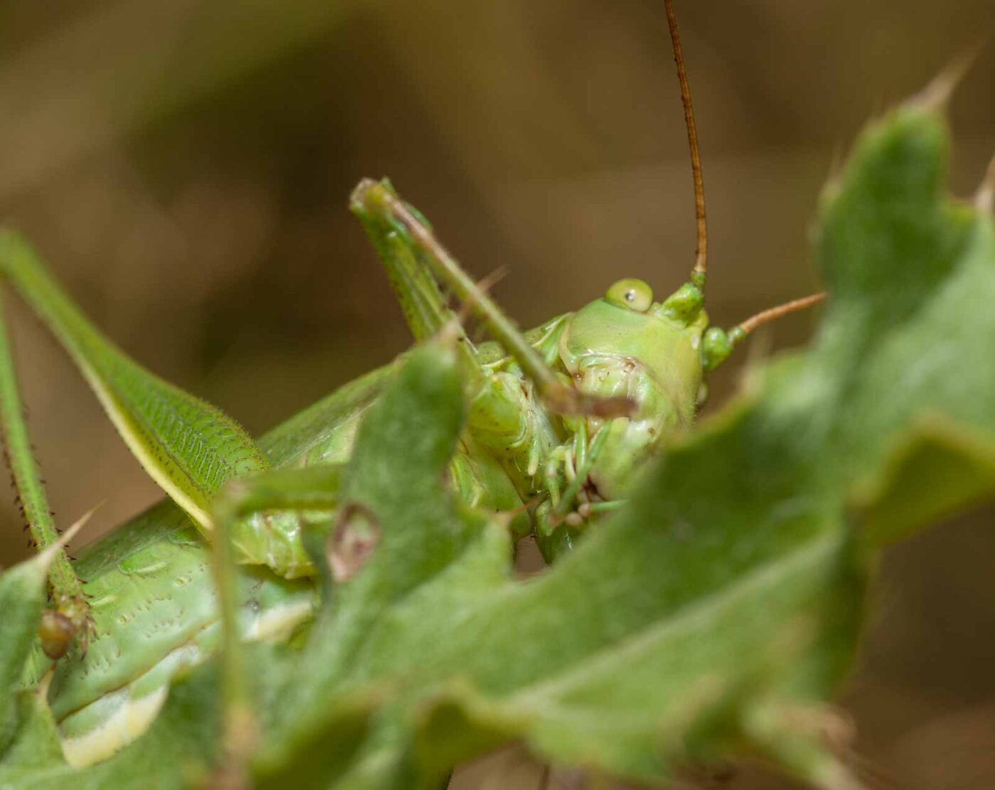 2019-07-10 - NSG Hürfeldhalde Dorsten
