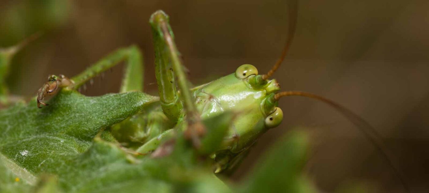 2019-07-10 - NSG Hürfeldhalde Dorsten