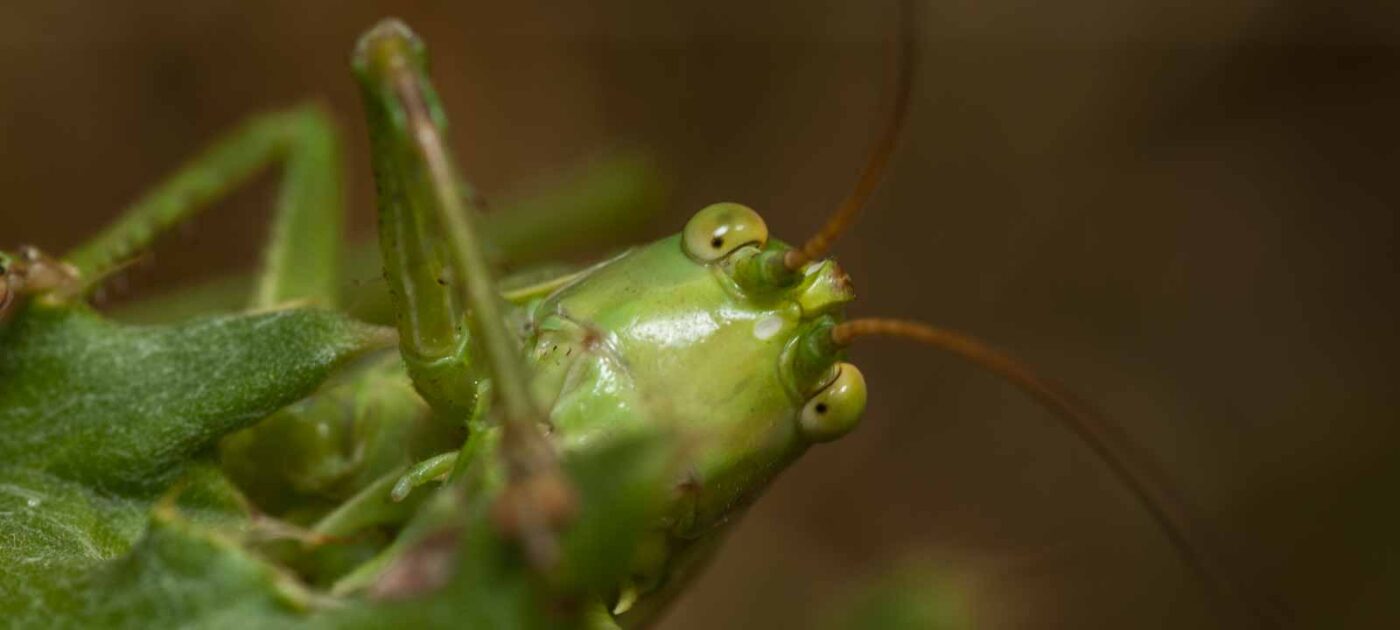 2019-07-10 - NSG Hürfeldhalde Dorsten