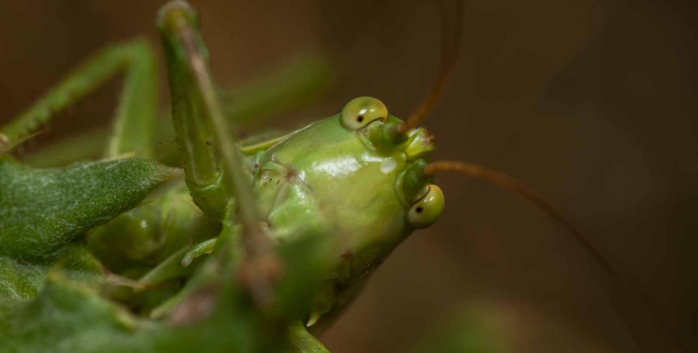2019-07-10 - NSG Hürfeldhalde Dorsten