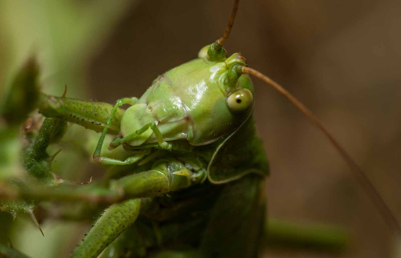 2019-07-10 - NSG Hürfeldhalde Dorsten