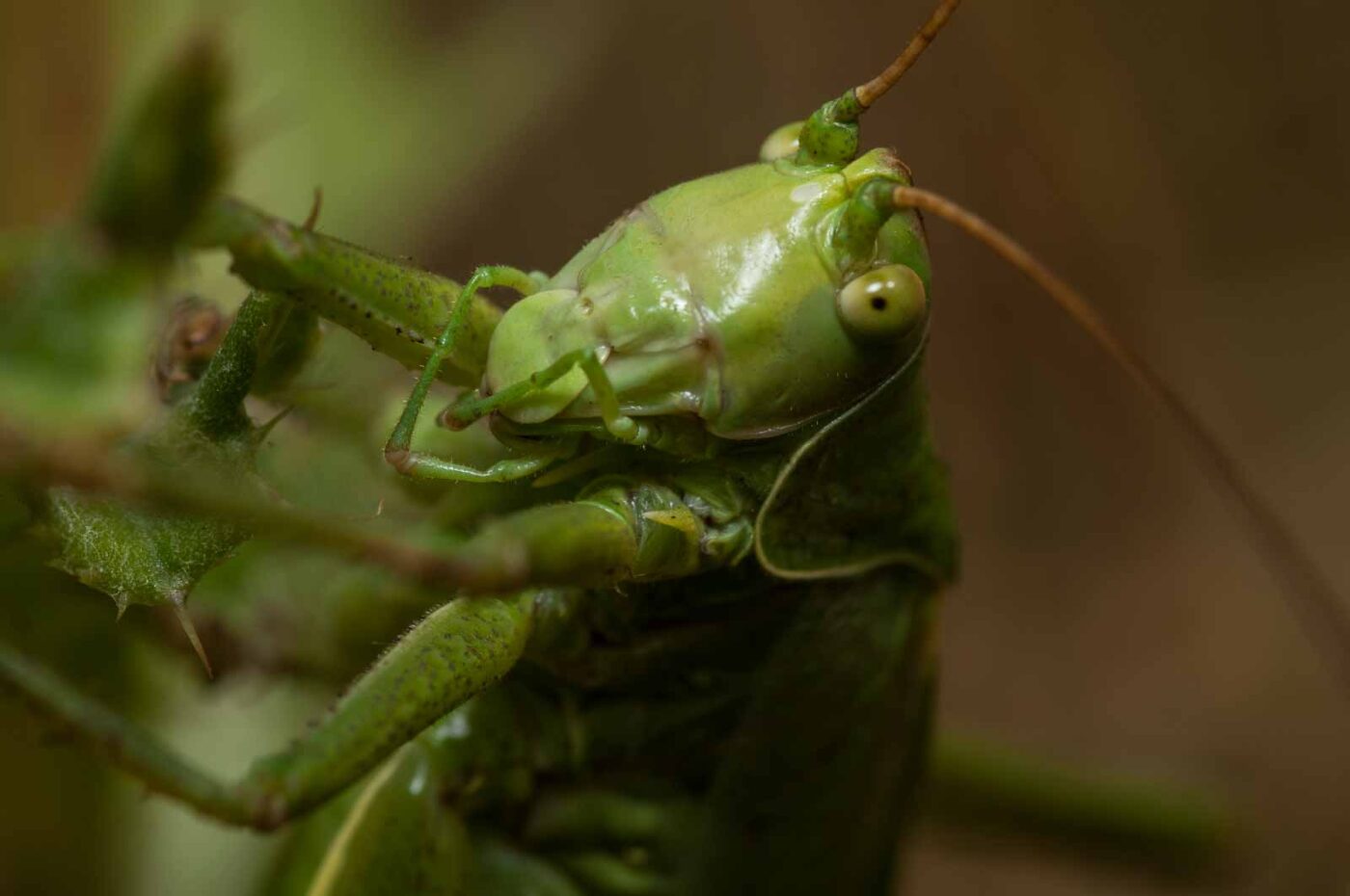 2019-07-10 - NSG Hürfeldhalde Dorsten