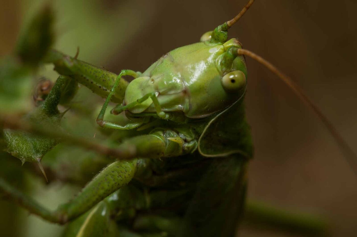 2019-07-10 - NSG Hürfeldhalde Dorsten