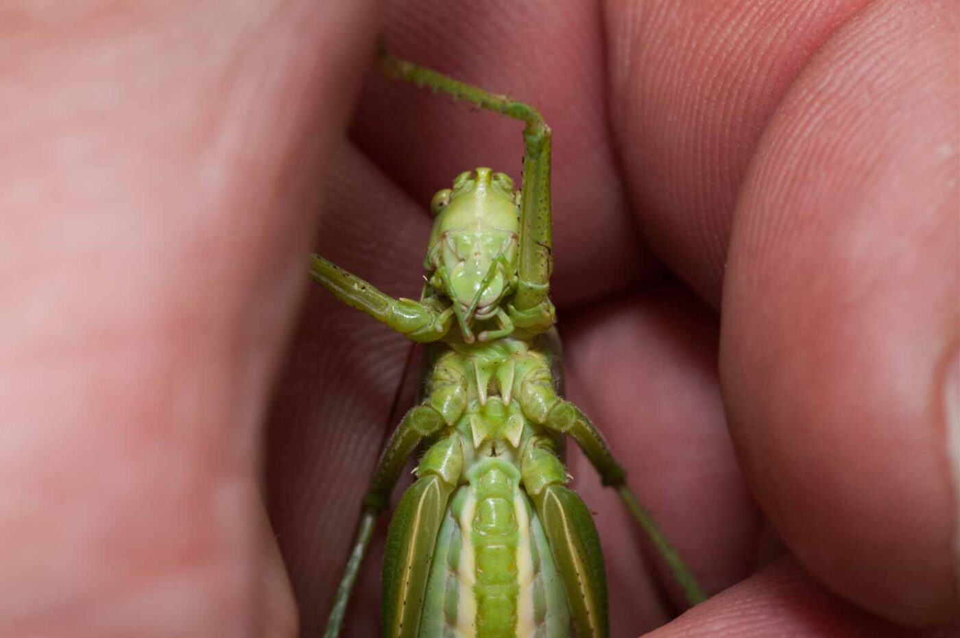 2019-07-10 - NSG Hürfeldhalde Dorsten
