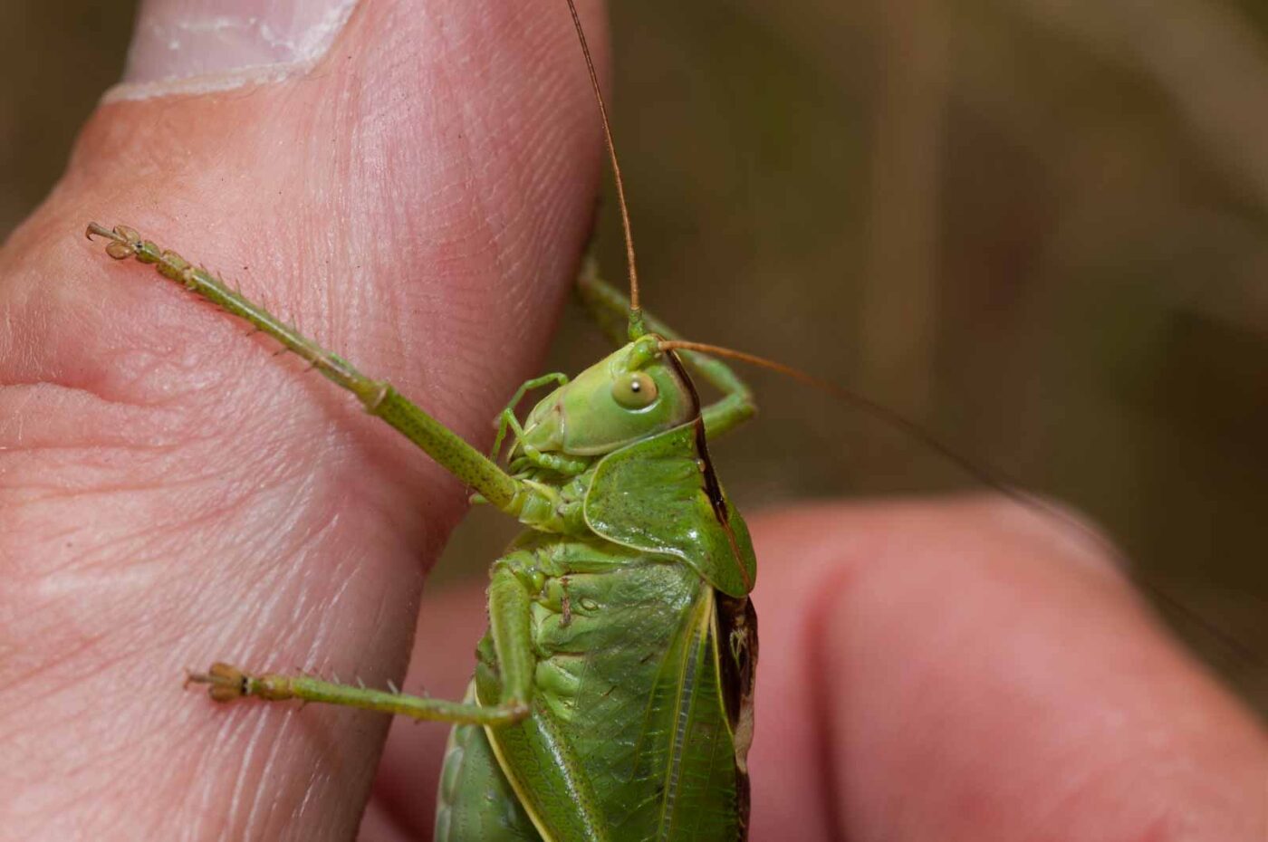 2019-07-10 - NSG Hürfeldhalde Dorsten