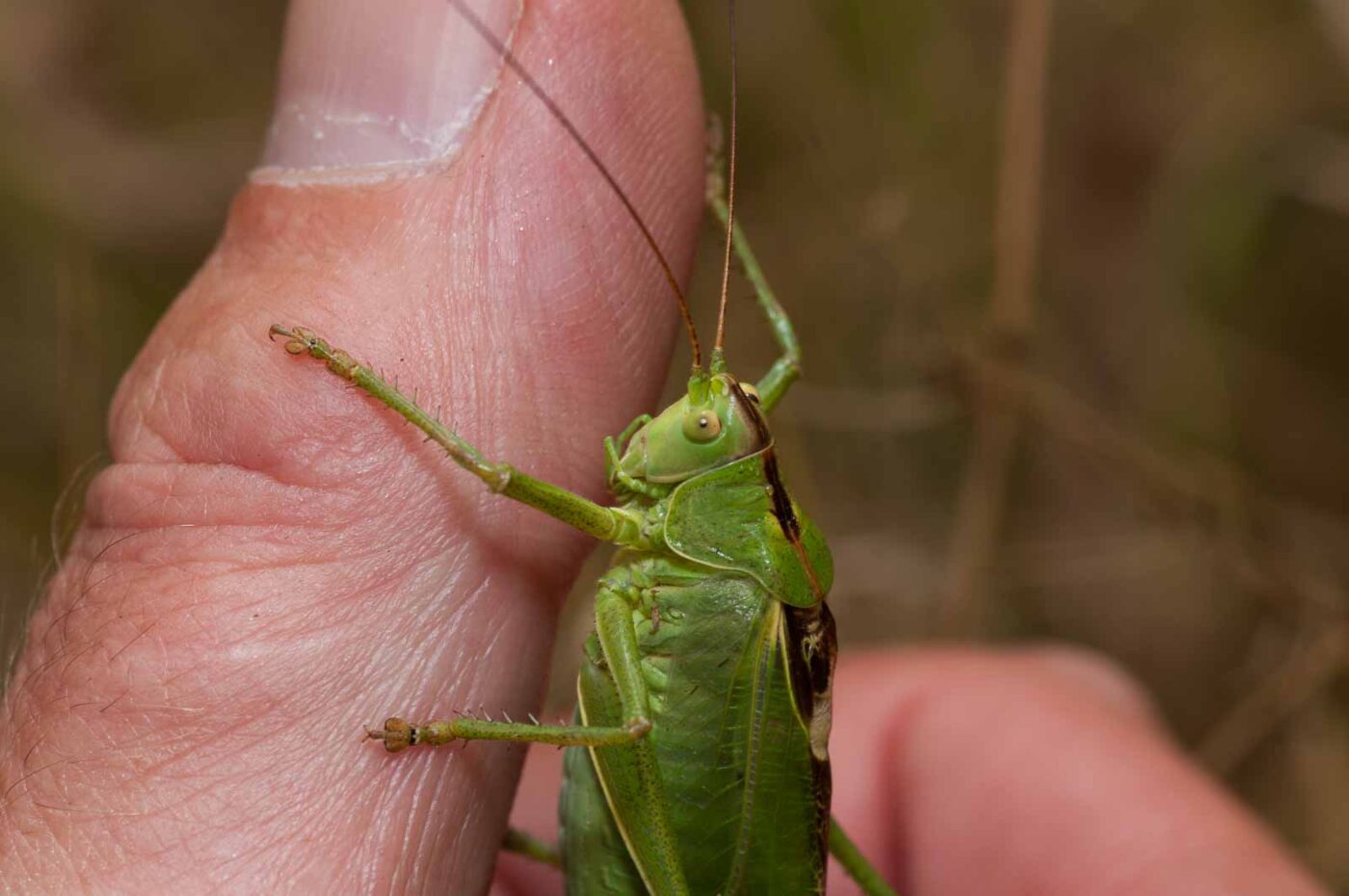 2019-07-10 - NSG Hürfeldhalde Dorsten