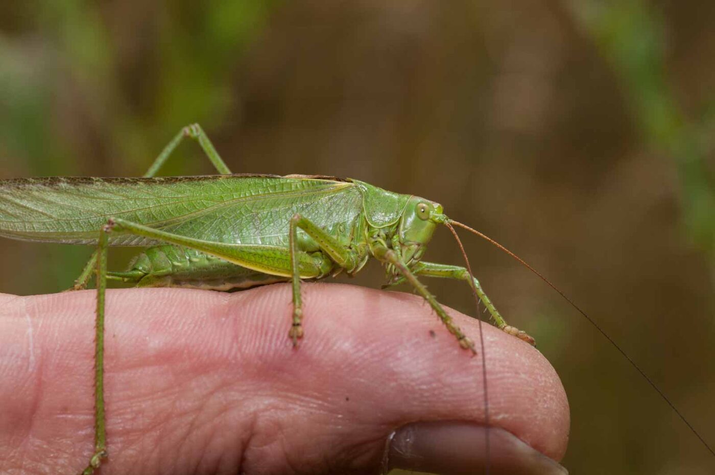 2019-07-10 - NSG Hürfeldhalde Dorsten