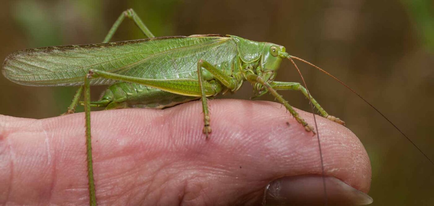 2019-07-10 - NSG Hürfeldhalde Dorsten