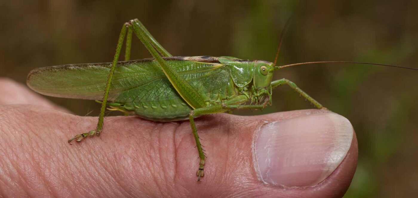 2019-07-10 - NSG Hürfeldhalde Dorsten