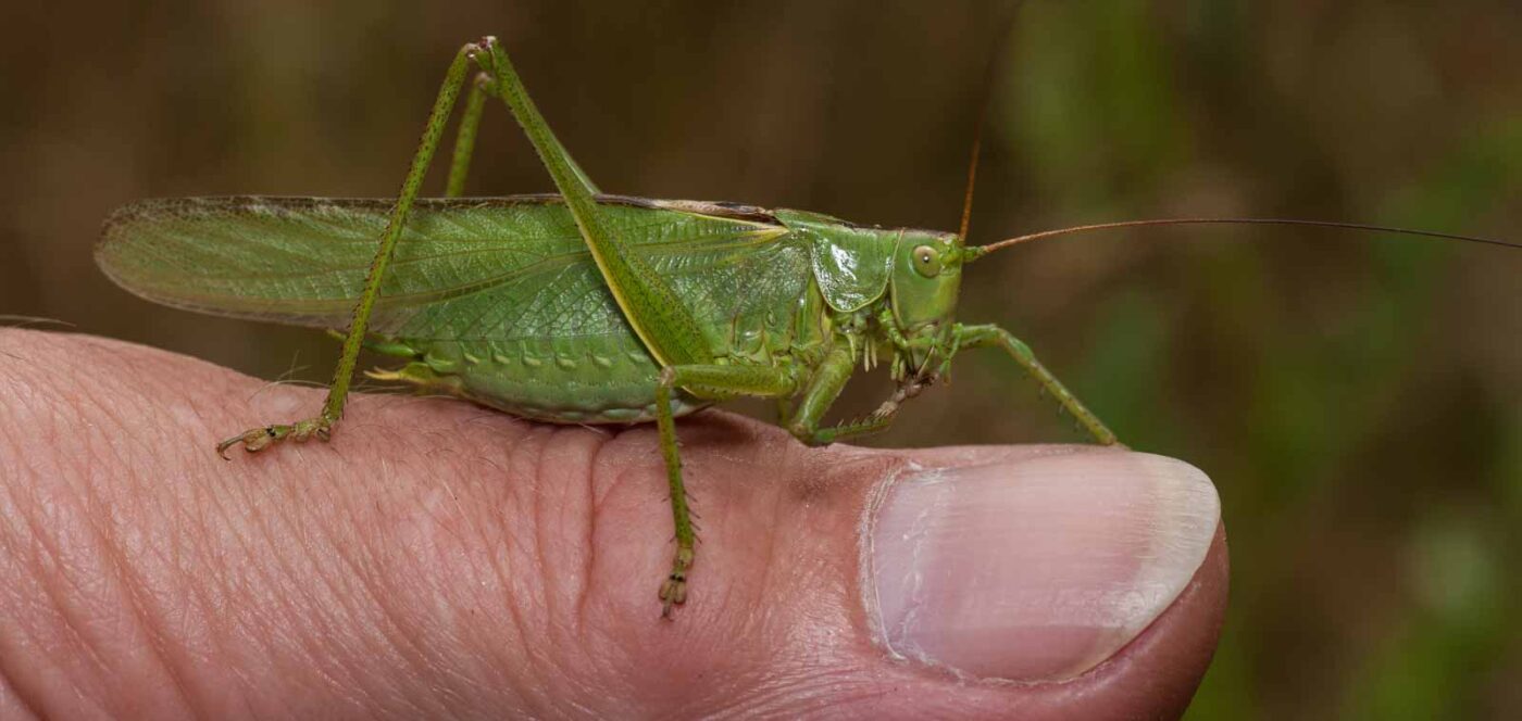 2019-07-10 - NSG Hürfeldhalde Dorsten