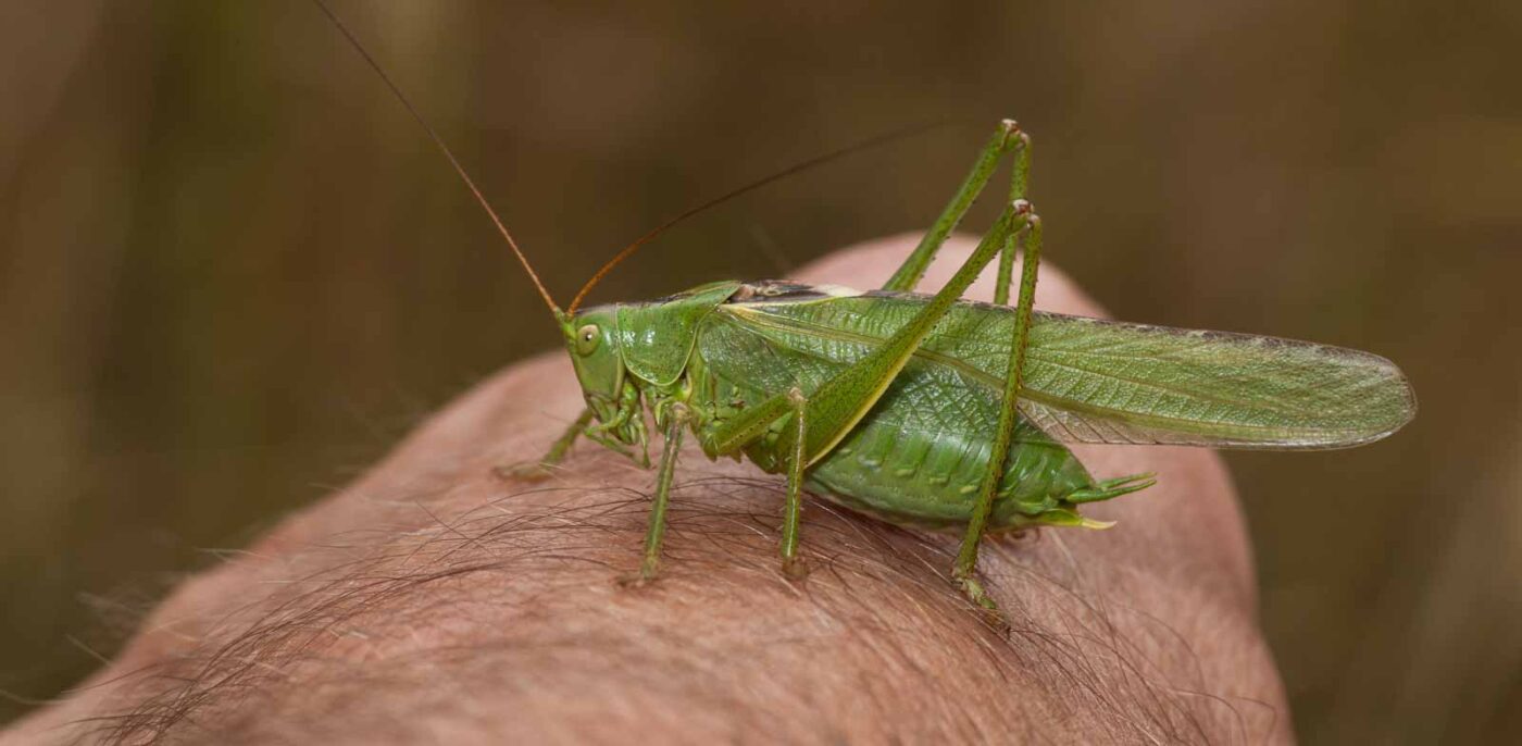 2019-07-10 - NSG Hürfeldhalde Dorsten