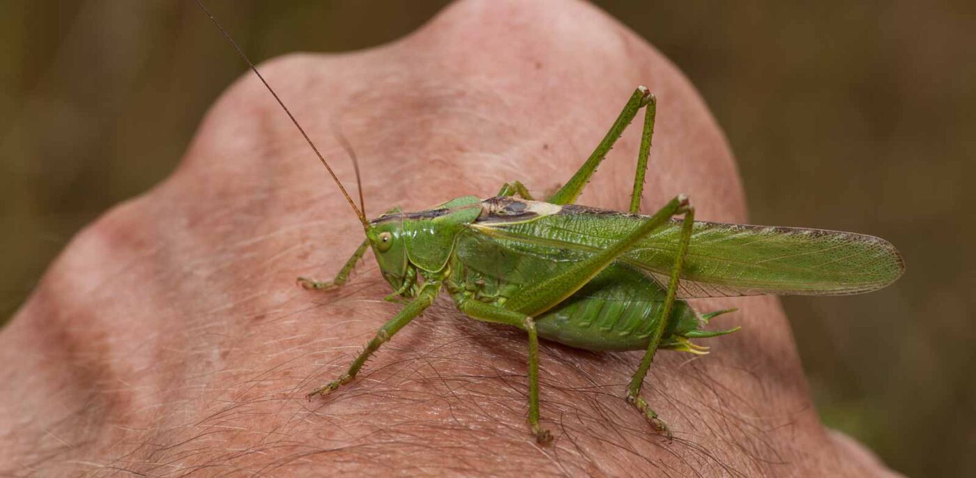 2019-07-10 - NSG Hürfeldhalde Dorsten