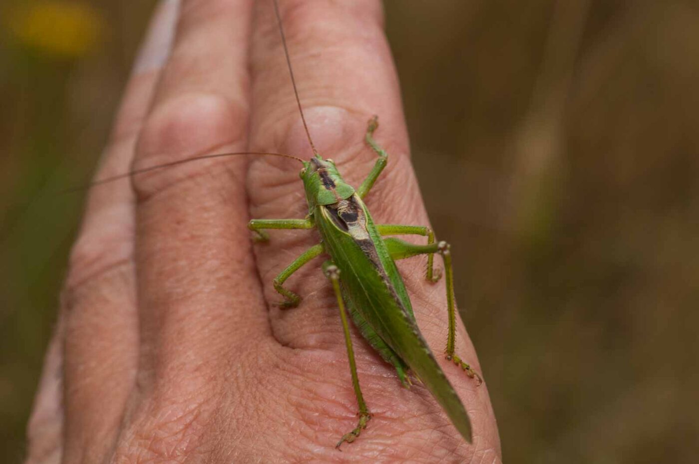 2019-07-10 - NSG Hürfeldhalde Dorsten
