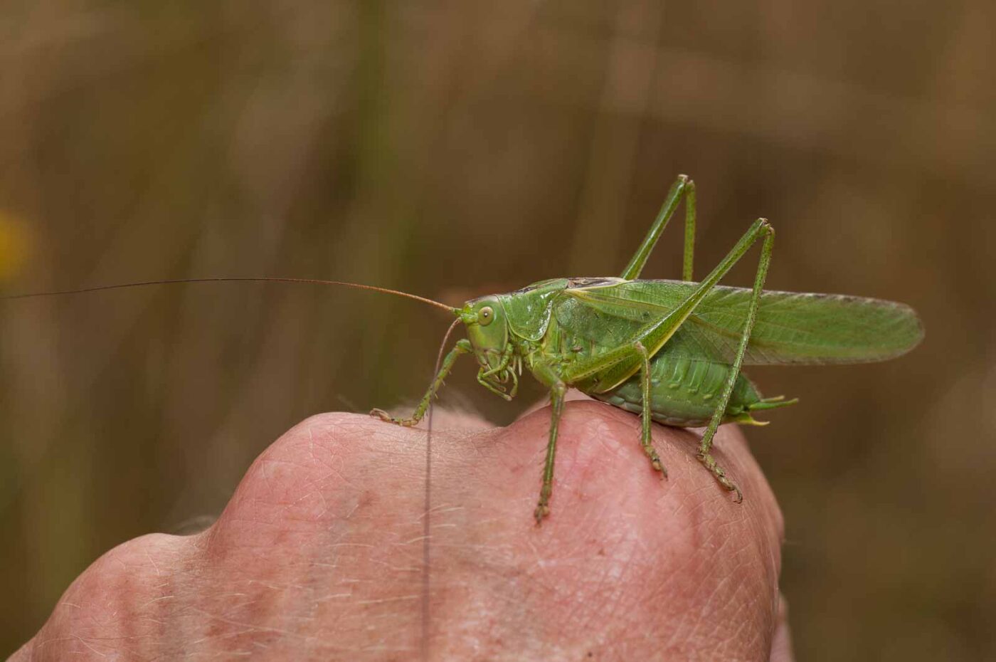 2019-07-10 - NSG Hürfeldhalde Dorsten