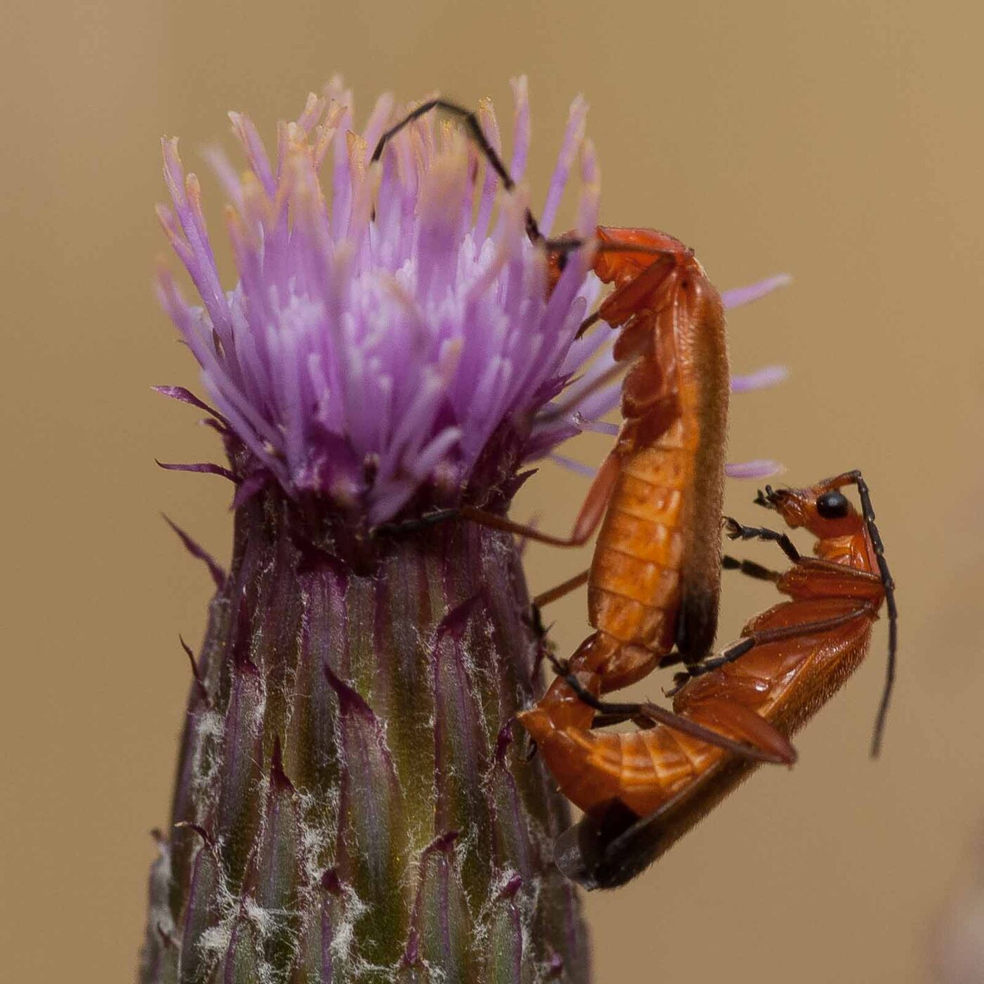 2019-07-10 - NSG Hürfeldhalde Dorsten