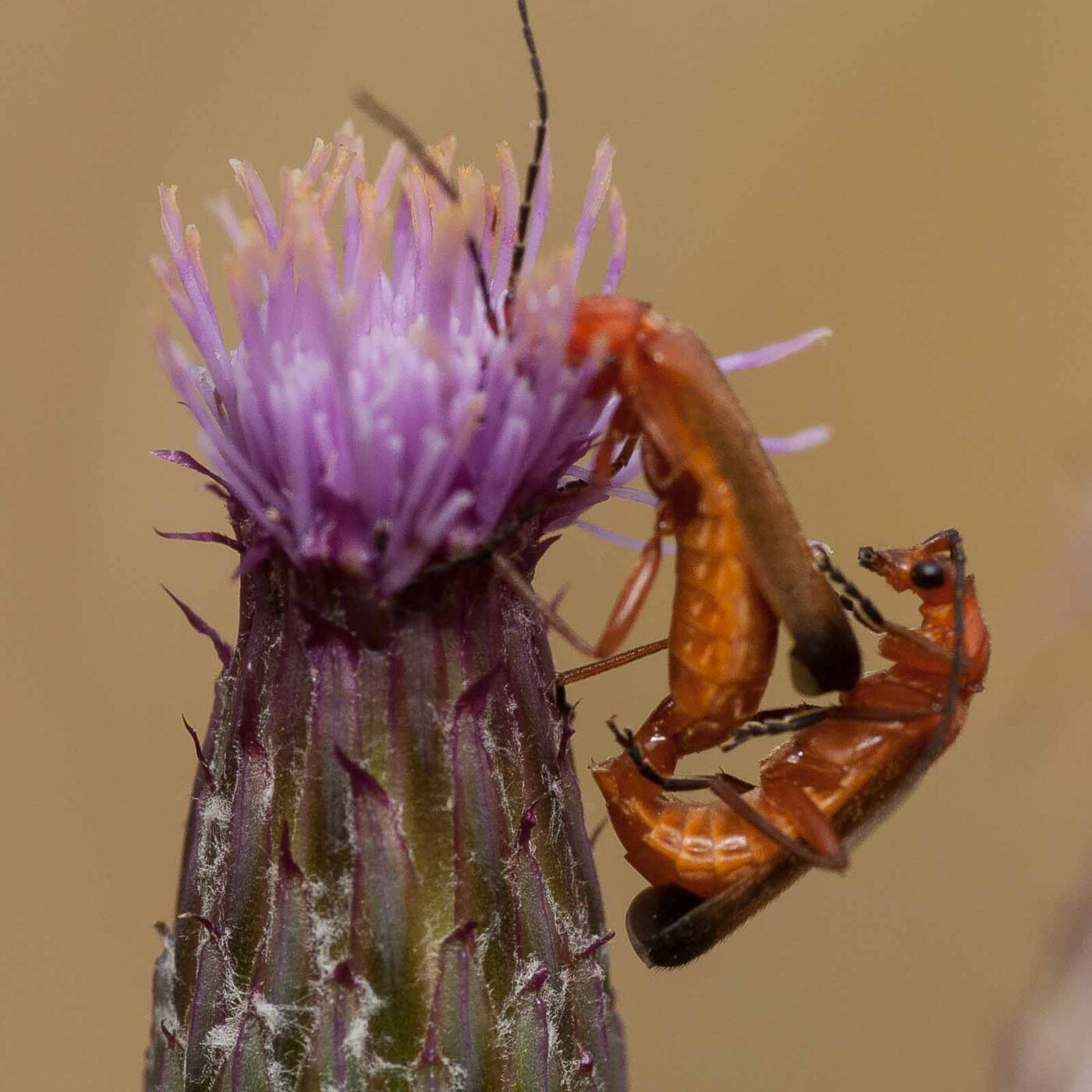 2019-07-10 - NSG Hürfeldhalde Dorsten
