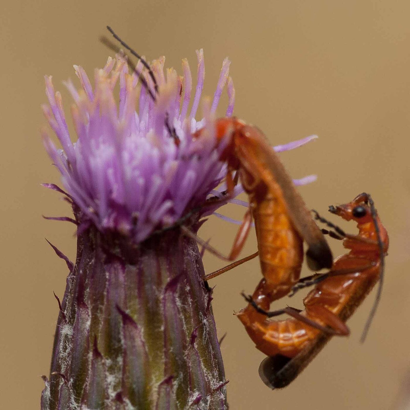 2019-07-10 - NSG Hürfeldhalde Dorsten