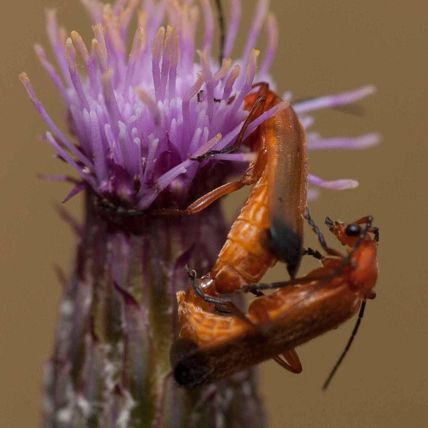 2019-07-10 - NSG Hürfeldhalde Dorsten