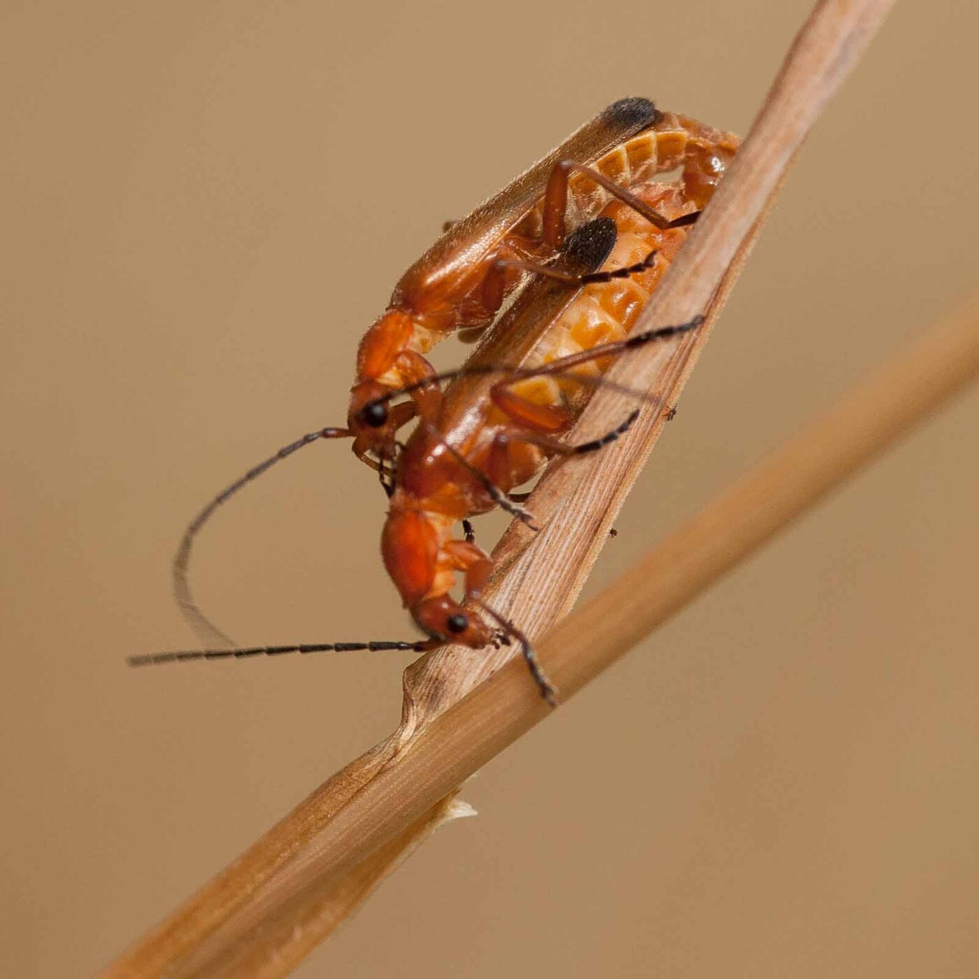 2019-07-10 - NSG Hürfeldhalde Dorsten