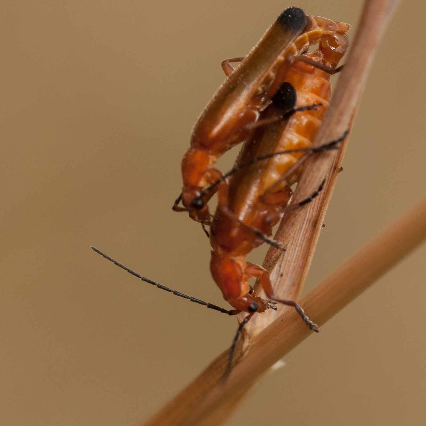 2019-07-10 - NSG Hürfeldhalde Dorsten