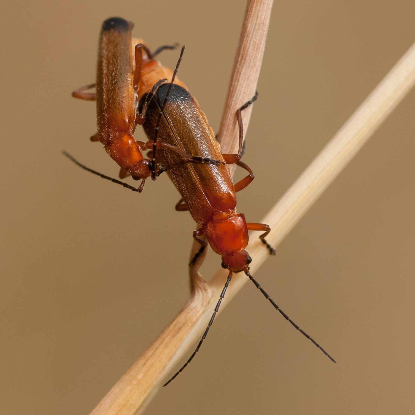 2019-07-10 - NSG Hürfeldhalde Dorsten