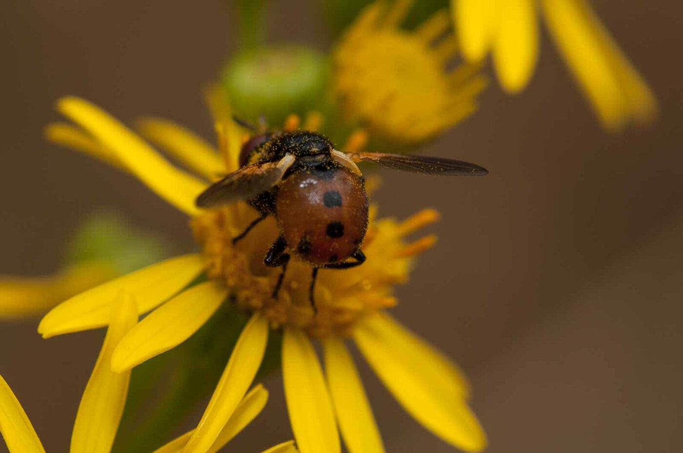 2019-07-10 - NSG Hürfeldhalde Dorsten