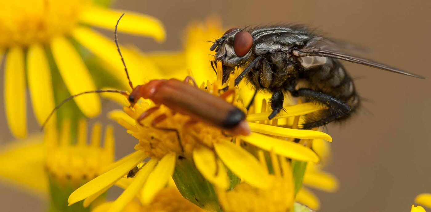 2019-07-10 - NSG Hürfeldhalde Dorsten