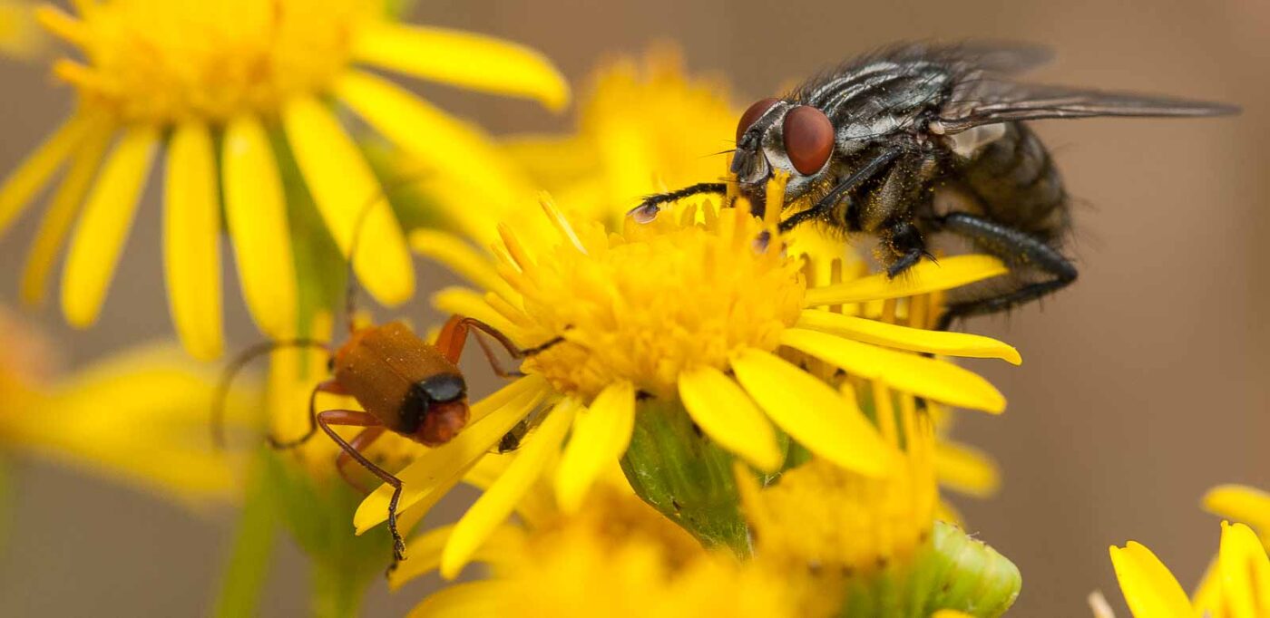 2019-07-10 - NSG Hürfeldhalde Dorsten