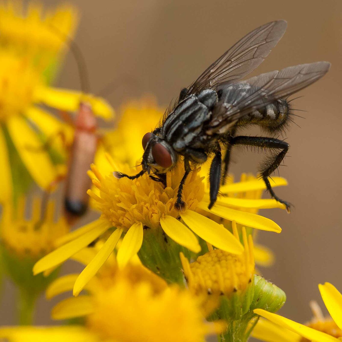 2019-07-10 - NSG Hürfeldhalde Dorsten