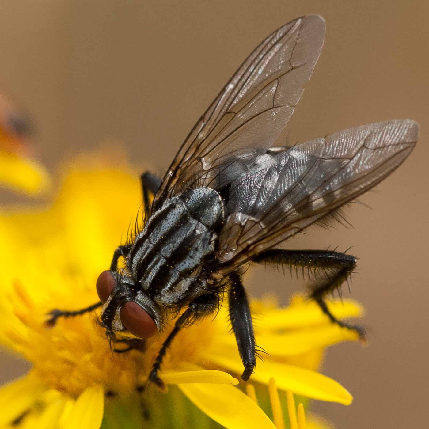 2019-07-10 - NSG Hürfeldhalde Dorsten