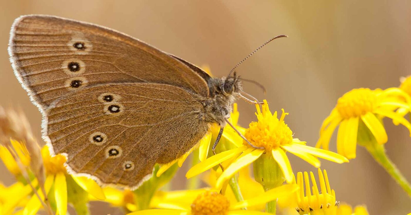 2019-07-10 - NSG Hürfeldhalde Dorsten