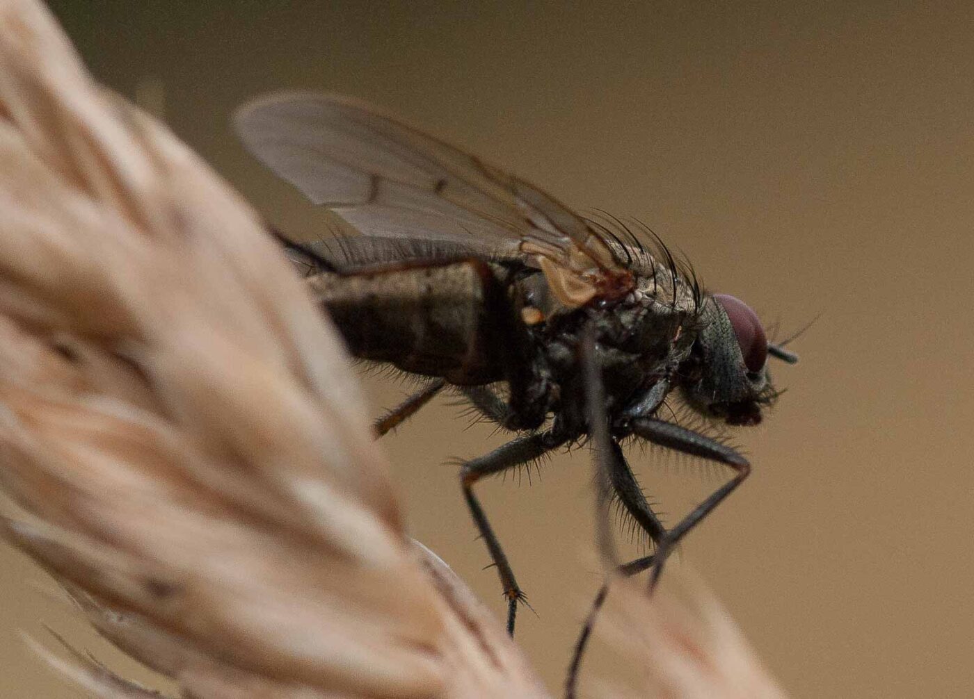 2019-07-10 - NSG Hürfeldhalde Dorsten