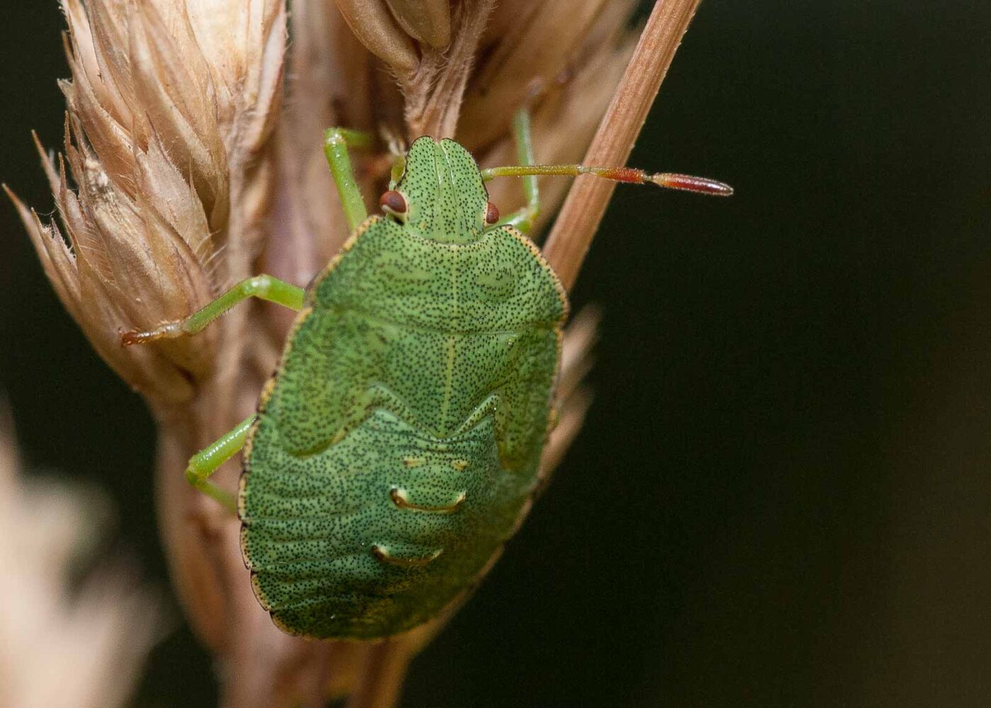 2019-07-10 - NSG Hürfeldhalde Dorsten