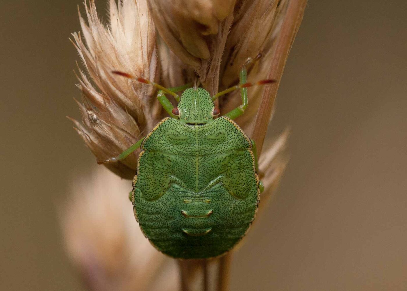 2019-07-10 - NSG Hürfeldhalde Dorsten