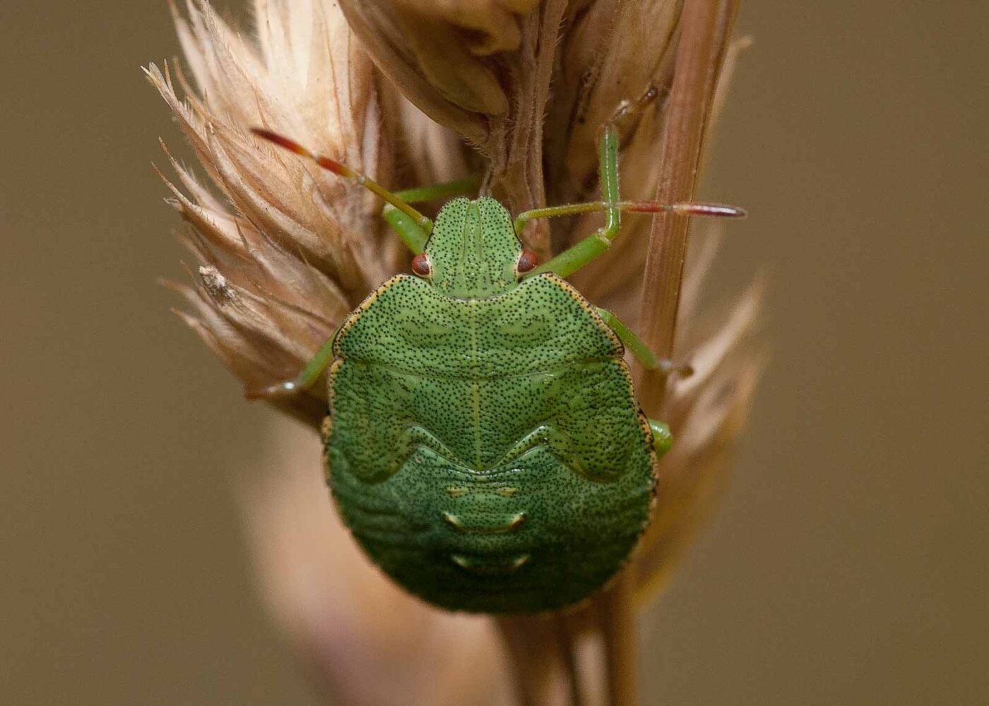 2019-07-10 - NSG Hürfeldhalde Dorsten