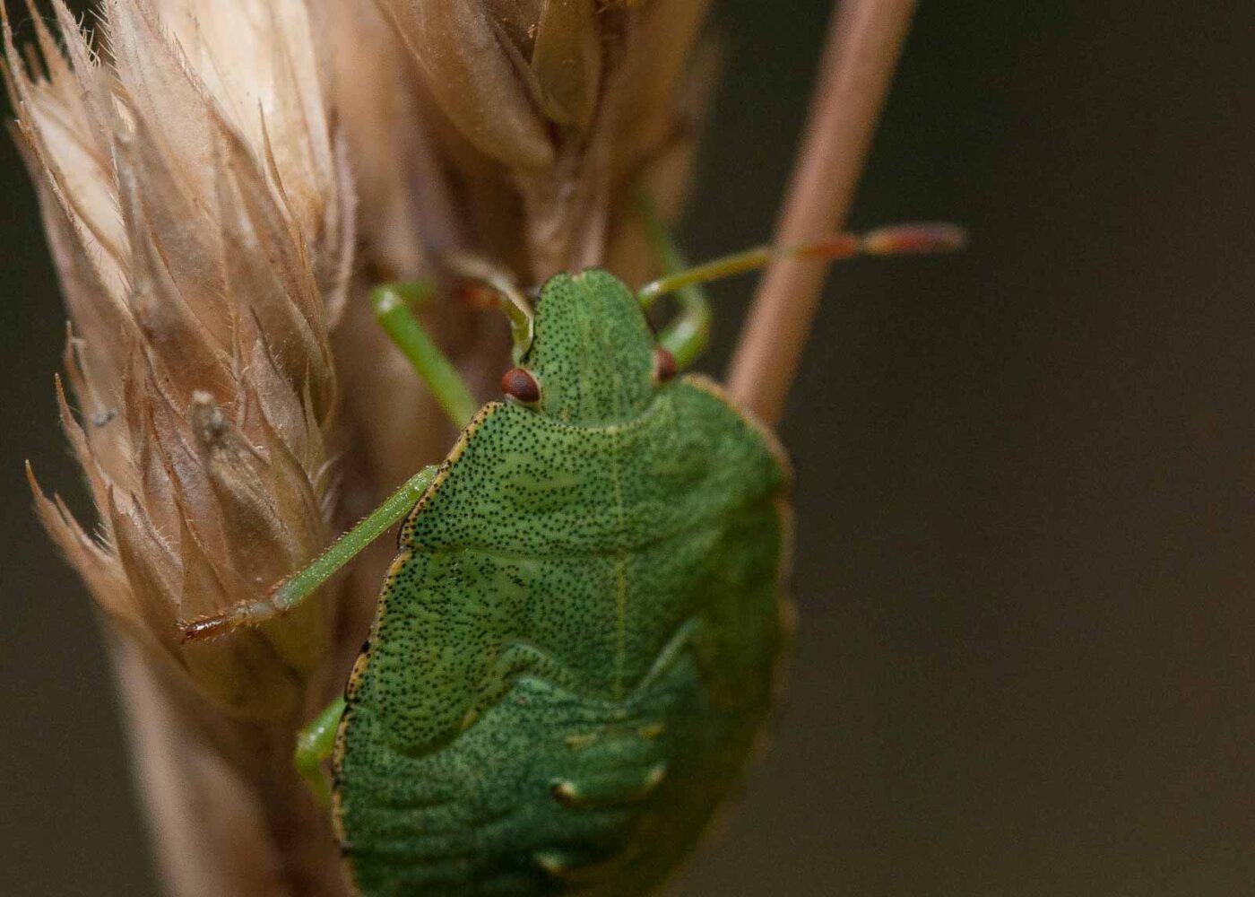 2019-07-10 - NSG Hürfeldhalde Dorsten
