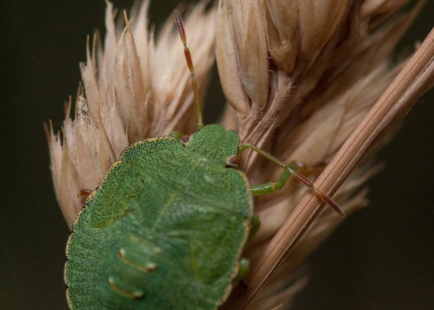2019-07-10 - NSG Hürfeldhalde Dorsten