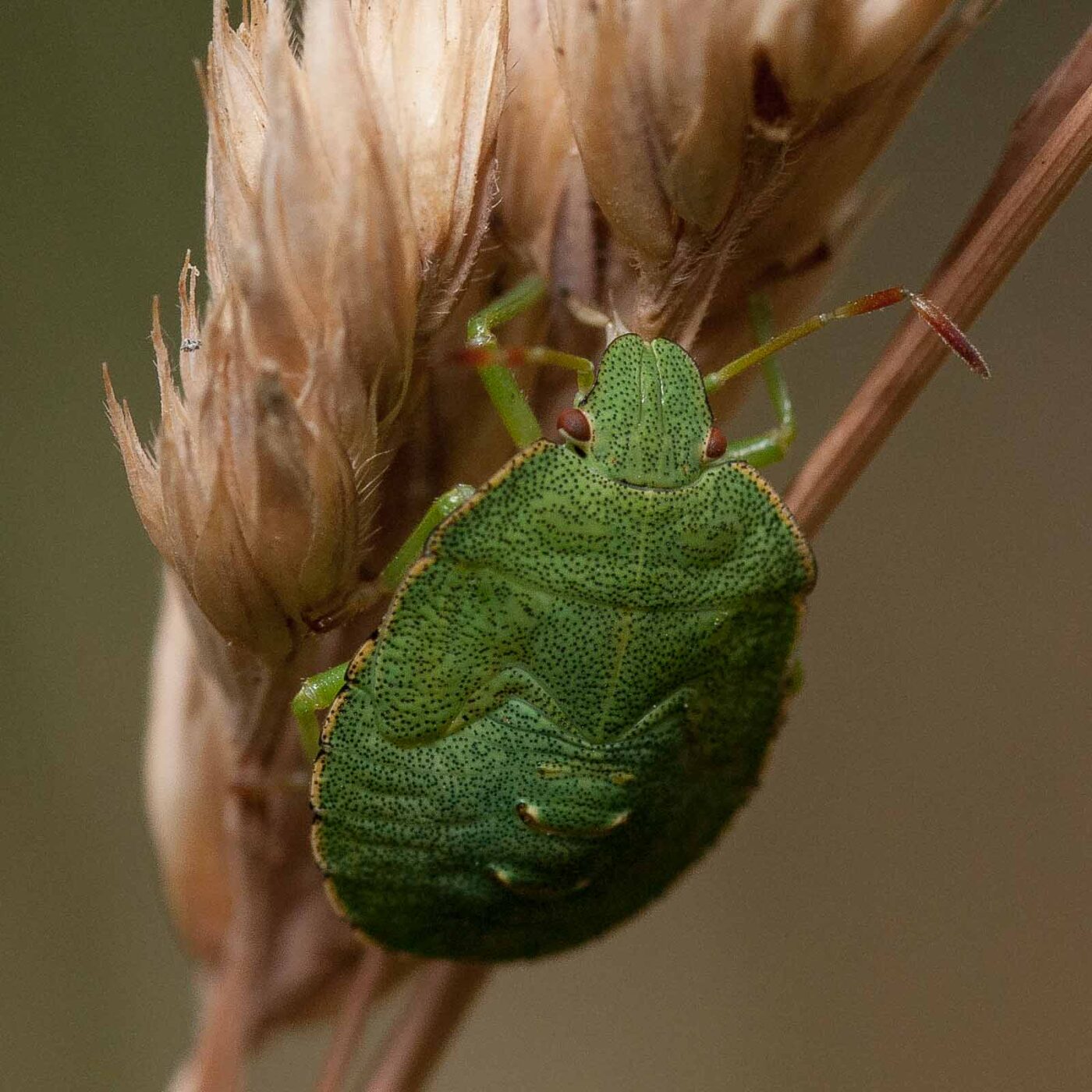 2019-07-10 - NSG Hürfeldhalde Dorsten
