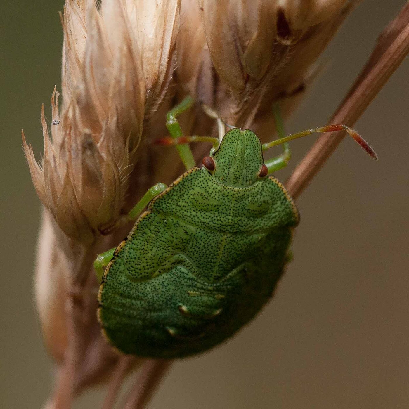 2019-07-10 - NSG Hürfeldhalde Dorsten