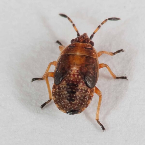 2019-07-10 - NSG Hürfeldhalde Dorsten