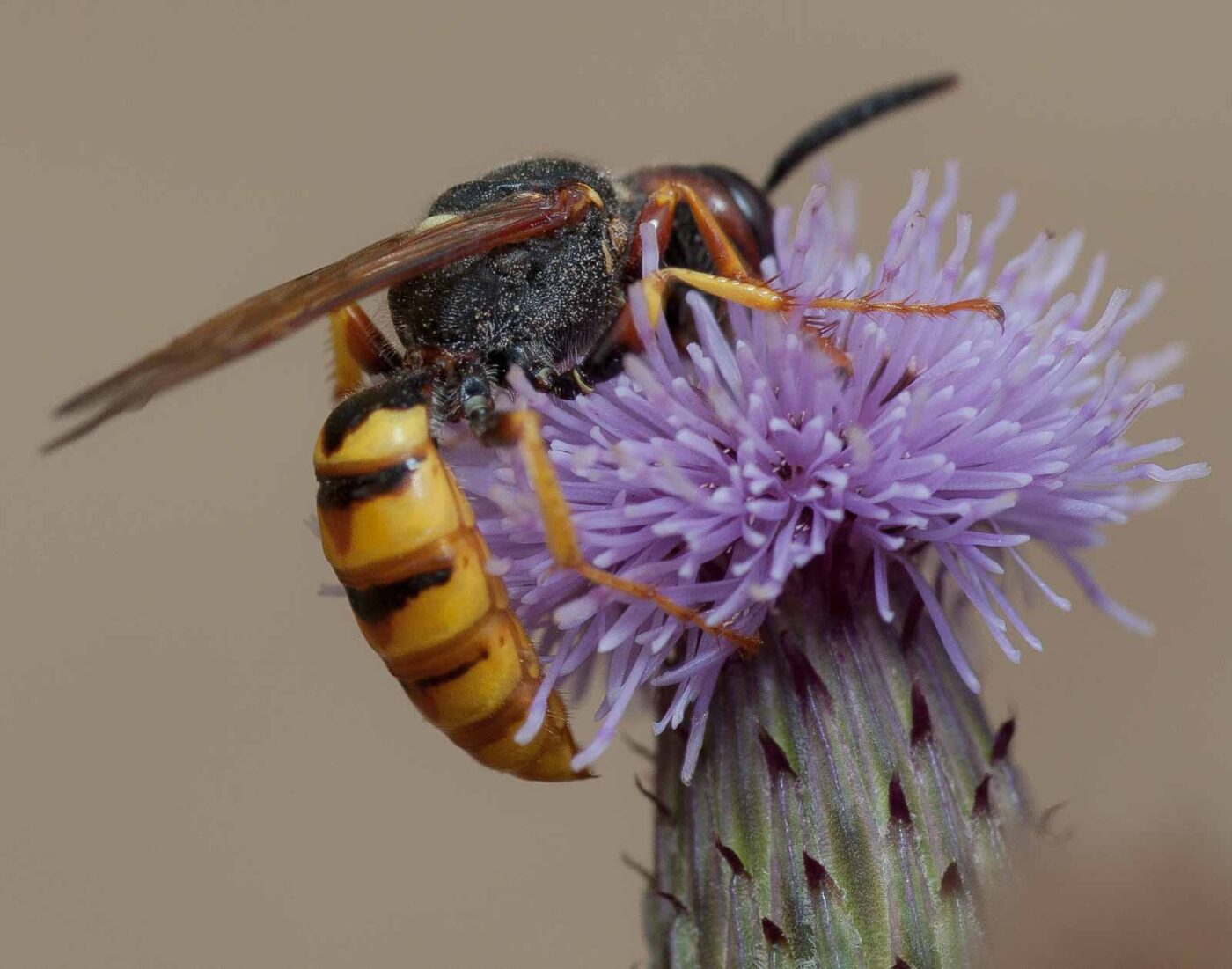 2019-02-26 - NSG Resser Wald und Emscherbruch