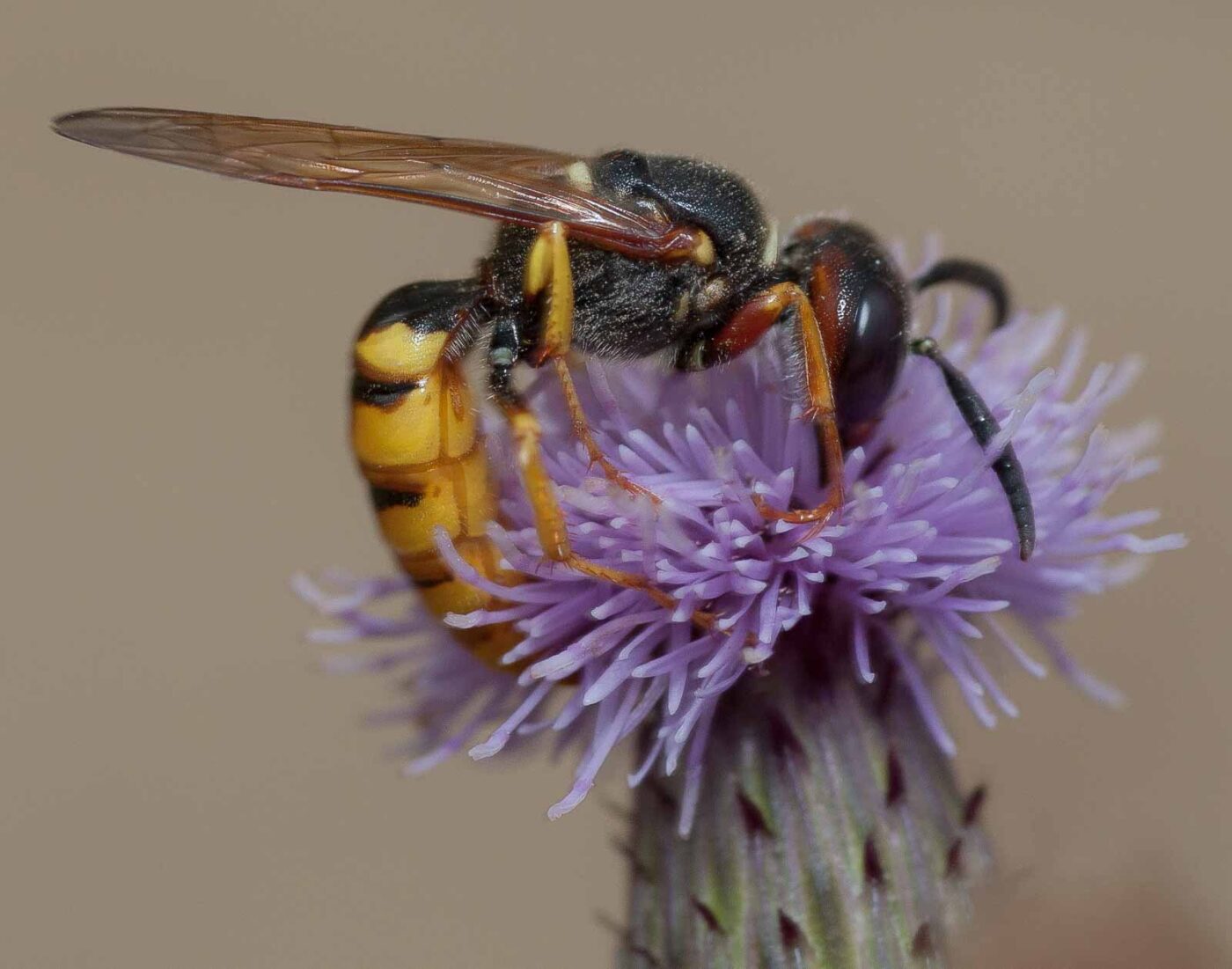 2019-02-26 - NSG Resser Wald und Emscherbruch