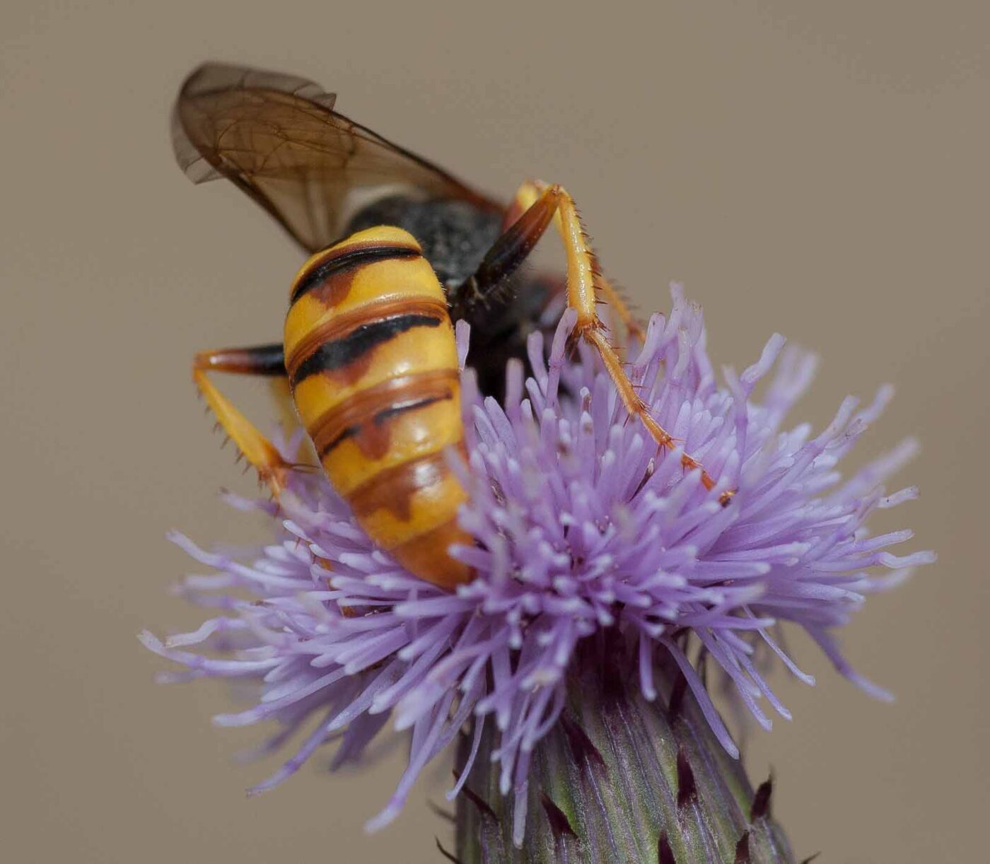 2019-02-26 - NSG Resser Wald und Emscherbruch