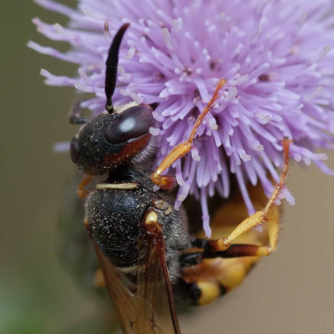 2019-02-26 - NSG Resser Wald und Emscherbruch