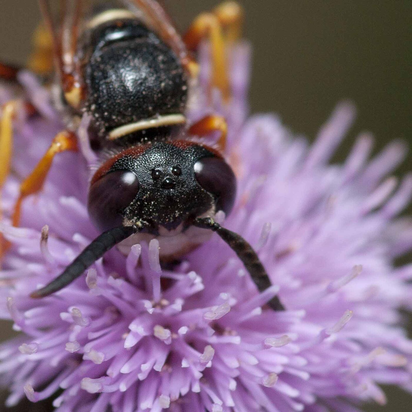 2019-02-26 - NSG Resser Wald und Emscherbruch