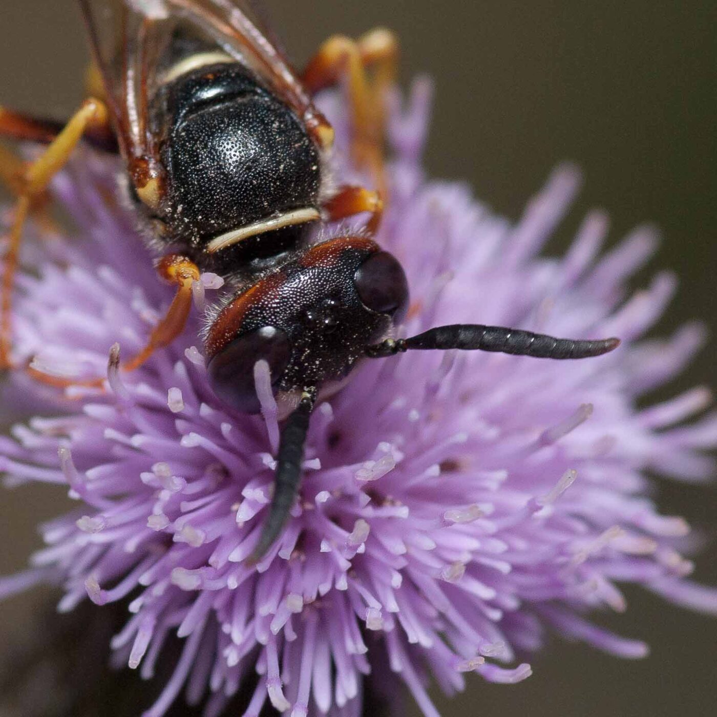 2019-02-26 - NSG Resser Wald und Emscherbruch